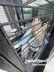  2 صقيري للبيع