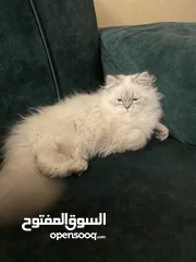  1 قطة همالايا انثى