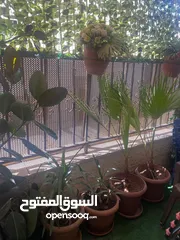  5 شقة ارضية للبيع