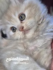  9 بريتش ريد اطراف قصيره لون اشقر شعر طويل وهمالايا تشوكلت بلو بوينت شعر طويل العمر شهرين ونص