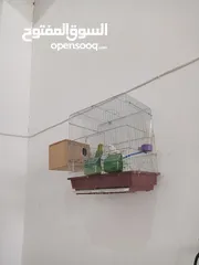  3 طيور كوكتيل بسعر حرق