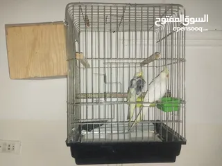  1 ببغاء الكوكاتيل للبيع