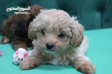  7 Maltipoo Female