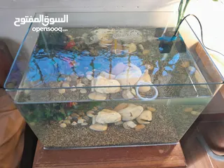 1 حوض سمك اجنبي جديد مع كامل مستلزماته اذا شرا ما بنختلف ان شاء الله على السعر  حوض مميز جماليا