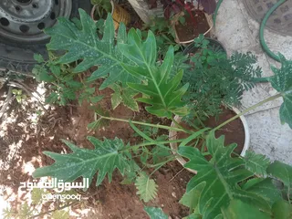  30 زريعه زينه للبيع
