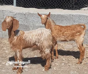  1 صخلات وغنم من حلال بني سعيد