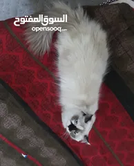  2 قطه شيرازي للتبني