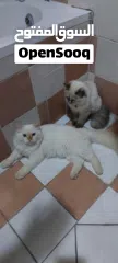  1 very beautiful cats