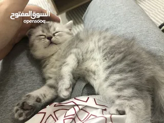  9 قطط صغيرة small kitten female and male