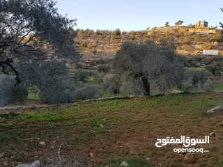  1 أرض زيتون تصنيف أ مساحة 3 دونم وربع
