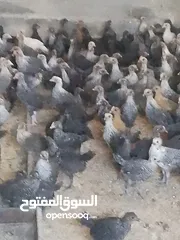  5 فرخات دجاج عمر شهر ونص
