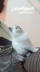  10 انثى شيراز هملايا عمر شهرين وذكر هملايا اورانج عمر 3شهور