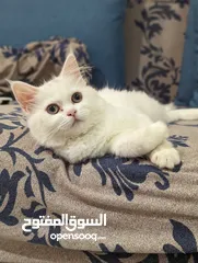 1 Persian kitten