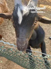  5 ماعز قزم ذكر   Male Pygmy Goat