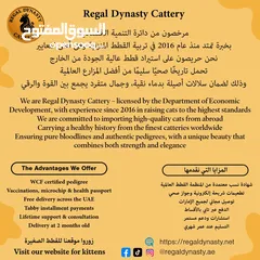  2 High-level British Shorthair kittens with pedigree