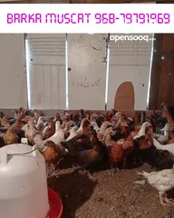  2 Omani chicken