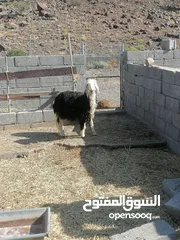  3 كبش نجدي وكبش يمني