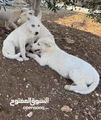  2 كلاب هاسكي للبيع ذكر وانثى