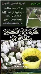  26 علف الازولا يزرع مره وينتج يوميا مدى الحياه للدجاج والمواشي وجميع الحويانات
