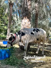  1 ثور هولندي أستيراد خارجي