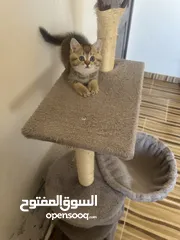  9 سكوتش تريبل فولد وستريت