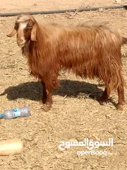  1 تيس لحم او مقنوي للبيع