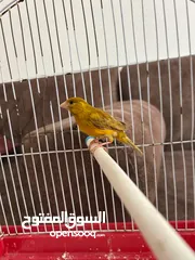  2 اثنى كناري للبيع