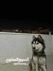  1 هاسكي لعوب واليف