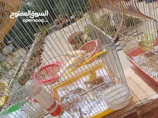  26 عصافير كنار للبيع جواز جاهزه في  اشي مع بيض واشي مش مع بيض وفي فراخ صغار جواز