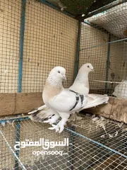  2 حمام تركي للبيع