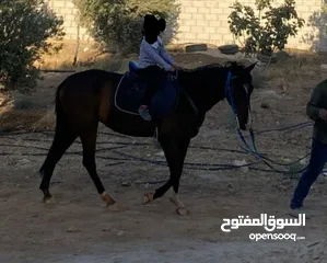  6 مهرة للبيع