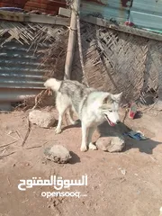  9 كلب هاسكي شبيه الذيب