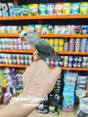  1 طير روز فرخ صغير فطم حديث ، عبارة عن لعبه بايدك مافي عضة بتاتاً مناسب للاطفال