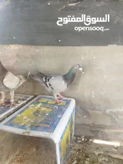  1 جواز بسعر مغري