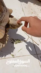  3 سلحفاة سولكاتا بري انثى 7 سنوات جميلة و بصحة جيدة ماشاءالله جاهزه يتزوج 7 years old female tortoise