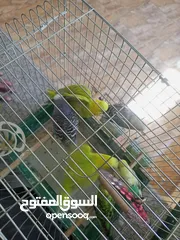  7 طيور حب زواج اشي فخم الله يبارك لصاحب النصيب اقرأ الوصف مهم