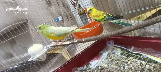  2 رد رام زوج طفرات مميزه