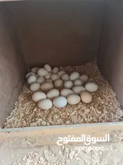  8 بيض نوادر الدواجن