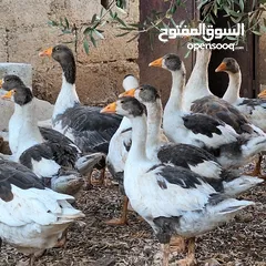  6 وز للبيع بسعر مغري