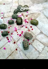  4 سلاحف عدد  8  حبات سعر الحبه 3د سحاب