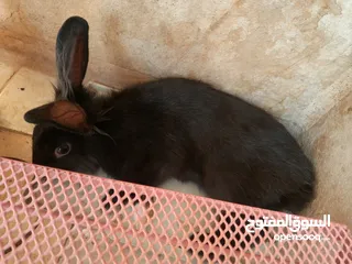  15 ارانب  lion head ذكور نوعهم راس الاسد Rabbits