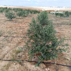  4 ارض للبيع  في الجميل أم رصاص    دنوم 8بسعر مغري