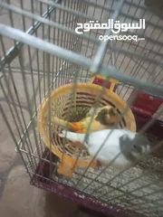  1 عصافير كنار