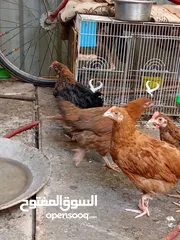 7 دجاج عرب مخاليف