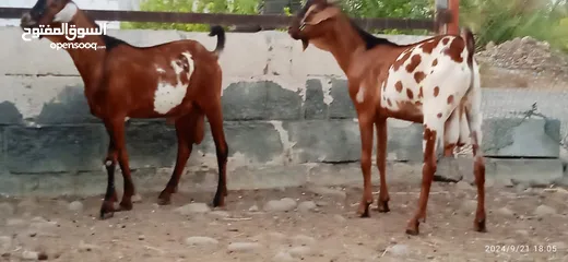  2 goat for sale