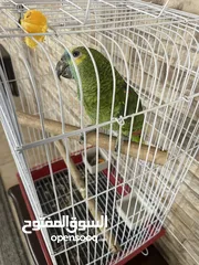  1 للبيع ببغاء أمازون بلوفرنتد
