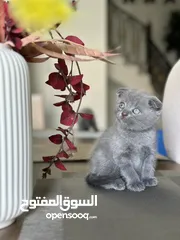  3 قطط سكوتش وبريتش