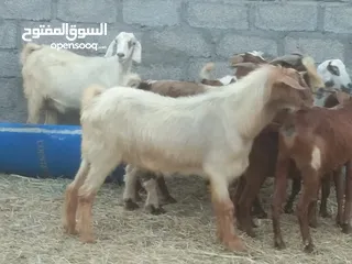  3 غنم مع فحول 2