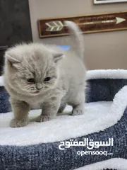  5 قطط سكوتش ستريت للبيع