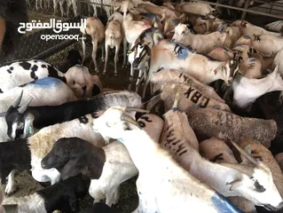  15 Somali goat and sheep  available all time